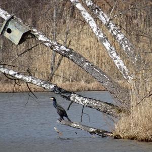 Great Cormorant