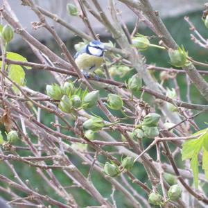 Blue Tit