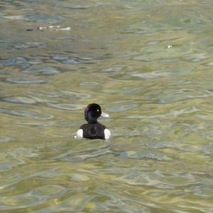 Tufted Duck