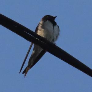 Barn Swallow