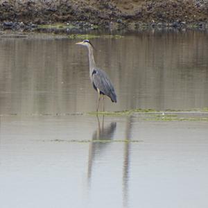 Grey Heron