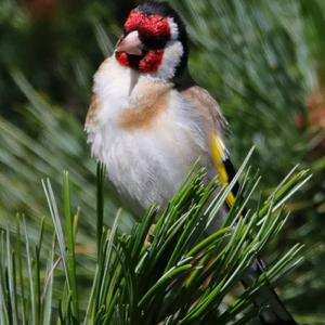 European Goldfinch