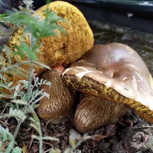 King Bolete