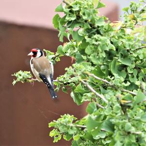 European Goldfinch