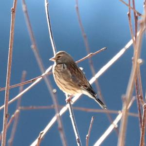 Eurasian Linnet