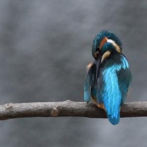 Common Kingfisher