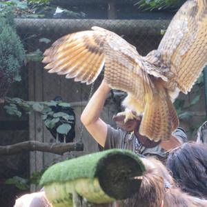 Eurasian Eagle-owl