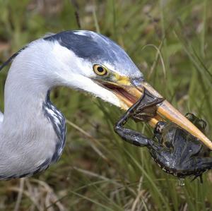 Grey Heron