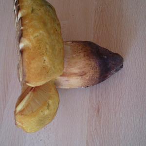 Sommer-Steinpilz