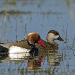 Red-crested Pochard