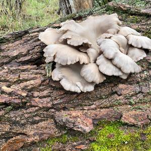 Oyster Mushroom