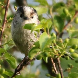 Long-tailed Tit