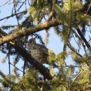 Mistle Thrush