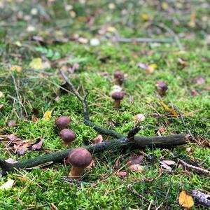 Bay Bolete