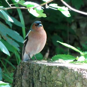 Eurasian Chaffinch