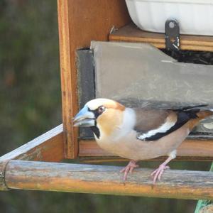 Hawfinch