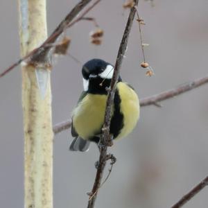 Great Tit