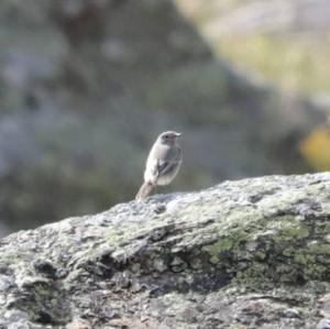 Northern Wheatear