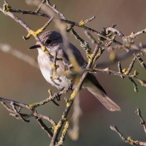 Spotted Flycatcher