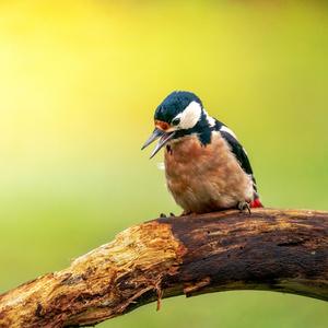 Great Spotted Woodpecker