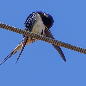 Barn Swallow