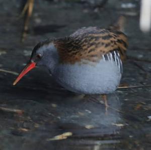 Water Rail