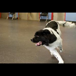 Unknown Breed