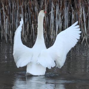 Mute Swan