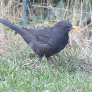 Eurasian Blackbird