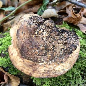 Thick-maze Oak polypore