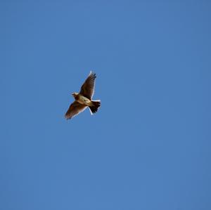 Eurasian Skylark