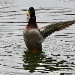 Mallard