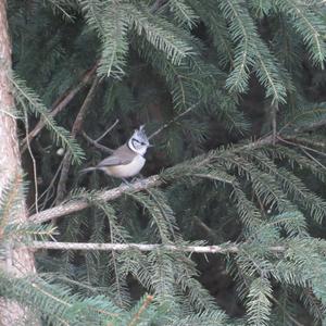 Crested Tit