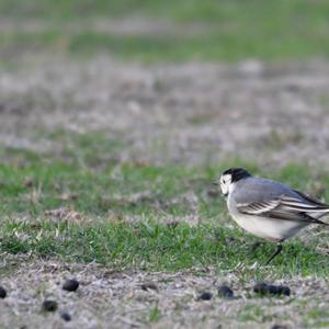 White Wagtail