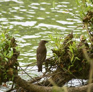 Common Starling