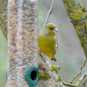 European Greenfinch