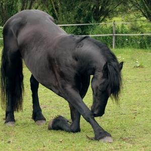 Standardbred