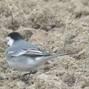 White Wagtail