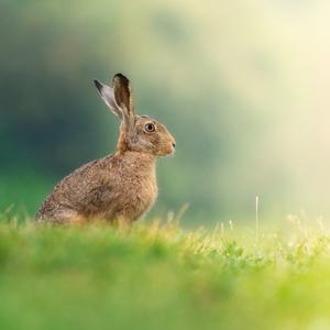 European Hare