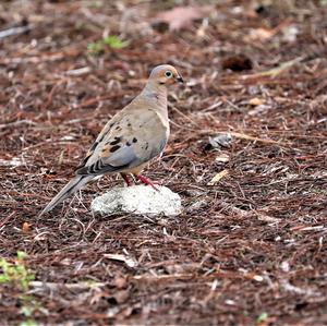 Mourning Dove