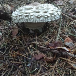 Shaggy Parasol