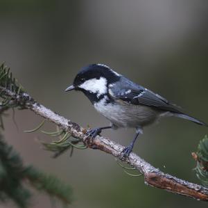 Coal Tit