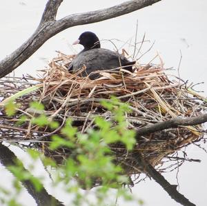 Common Coot