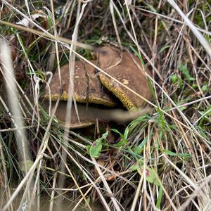 Yellow-cracked Bolete