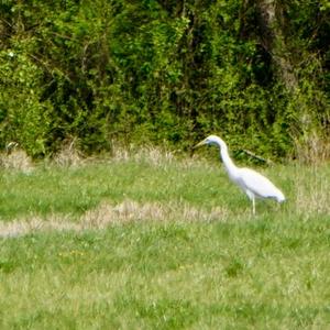 Great Egret