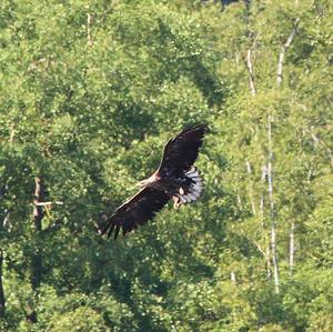 White-tailed Eagle