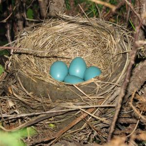 American Robin