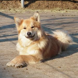 Icelandic Sheepdog