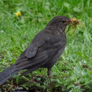 Eurasian Blackbird