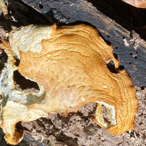 Dryad`s Saddle